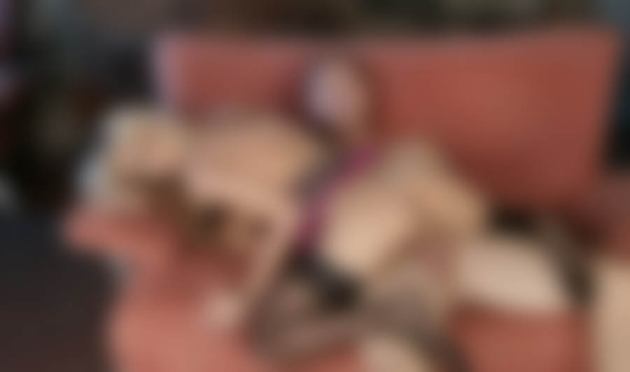 Porno Video Archiv mit scharfen Ludern